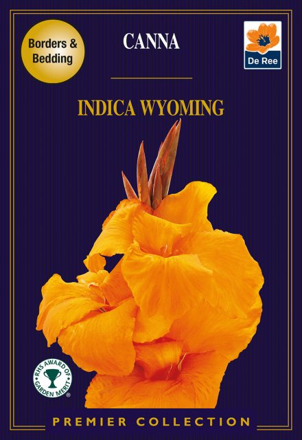 De Ree Canna Indica Wyoming Bulb