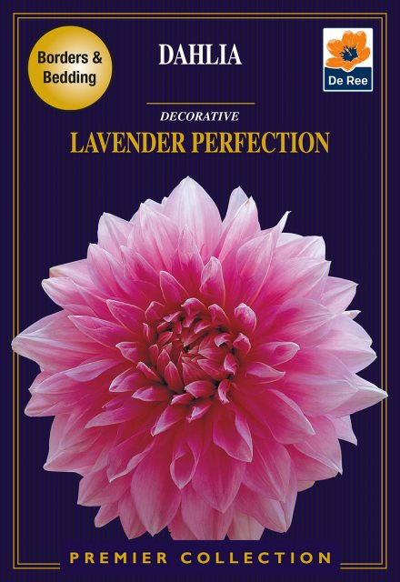 De Ree Dahlia Lavender Perfect Bulb