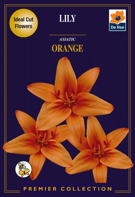 De Ree Lily Asiatic Orange Bulb