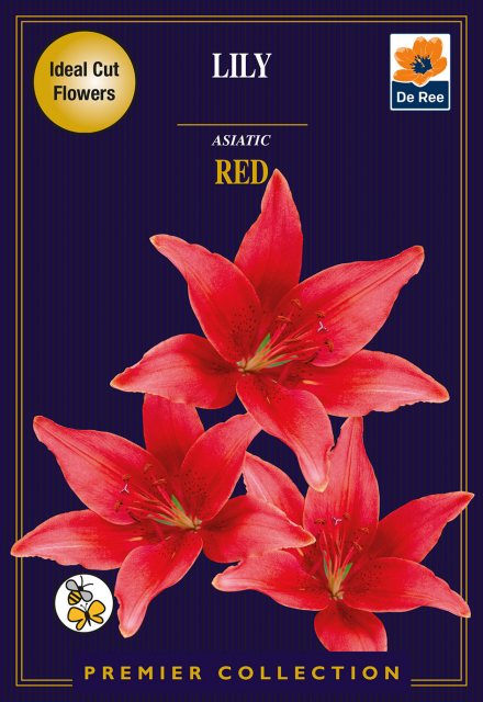 De Ree Lily Asiatic Red Bulb