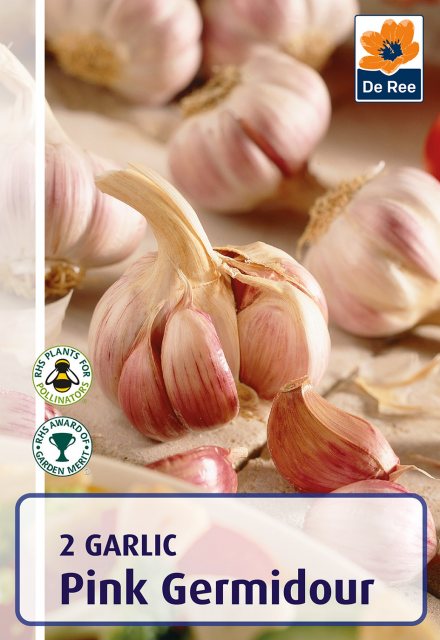 De Ree Garlic Pink Germidour Bulb