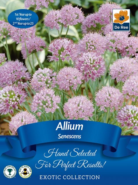 De Ree Allium Senescens Bulb