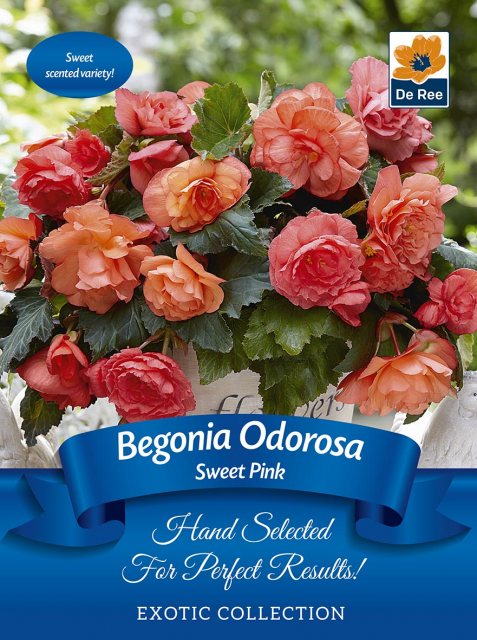 De Ree Begonia Odorosa Sweet Pink Bulb