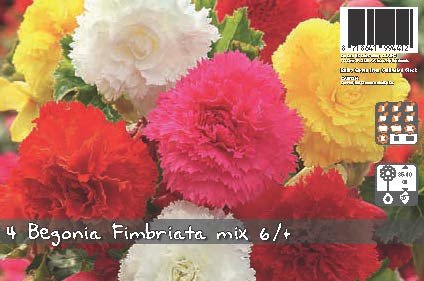 De Ree Begonia Fimbriata Mixed Bulb