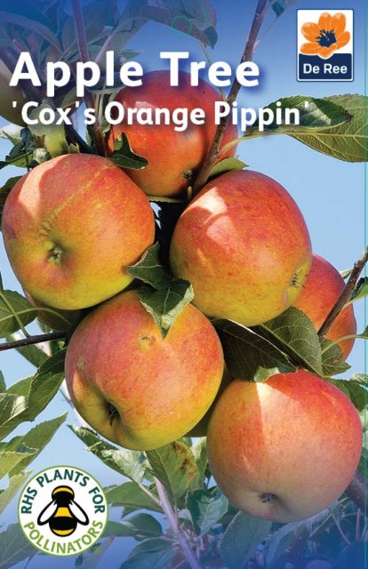 De Ree De Ree Cox's Orange Pippin Apple Tree