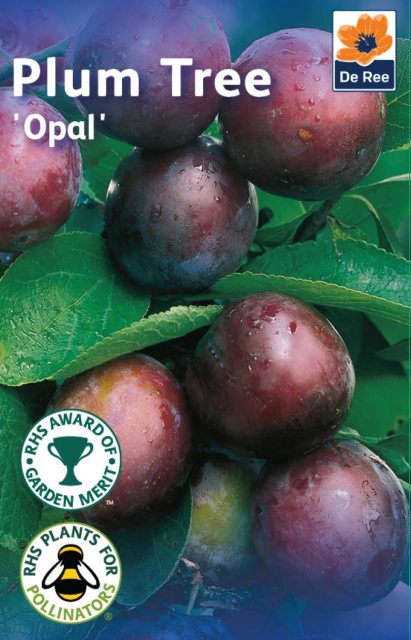 De Ree Opal Plum Tree