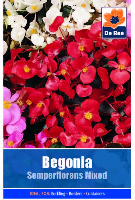 De Ree Begonia Semperflorens Seed