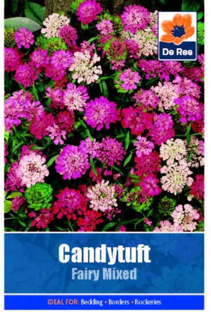 De Ree Candytuft Fairy Seed