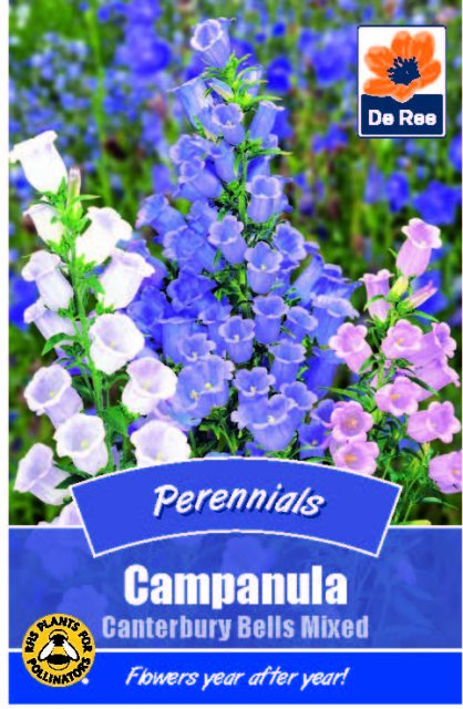 De Ree Campanula Canterbury Seed