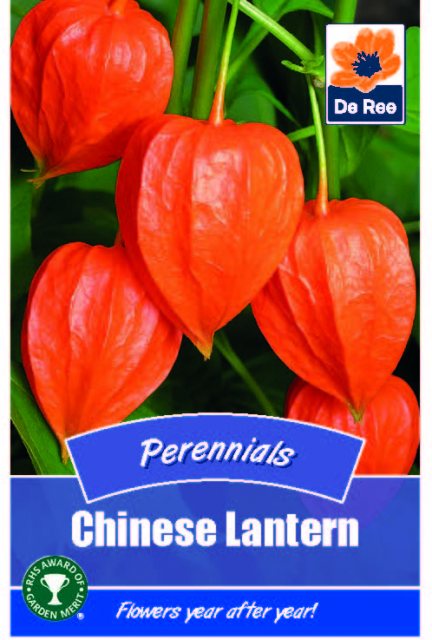 De Ree Chinese Lantern Seed