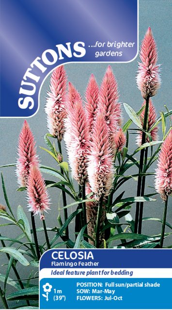 SUTTONS Suttons Celosia Flamingo Feather Seeds