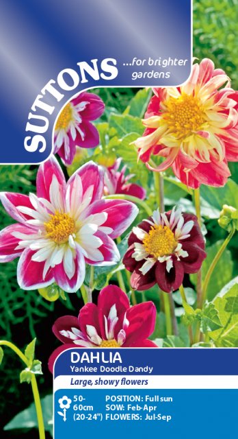 SUTTONS Suttons Dahlia Yankee Doodle Dandy Seeds