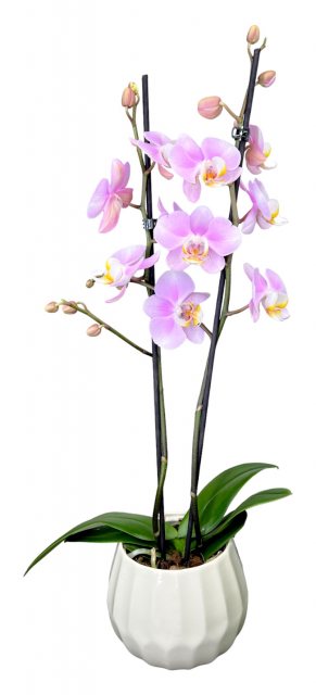 Horti House Mother's Day Large Orchid In Ceramic Pot
