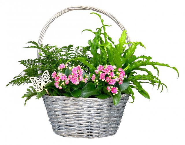 Horti House Mother's Day Luxury Basket Planter