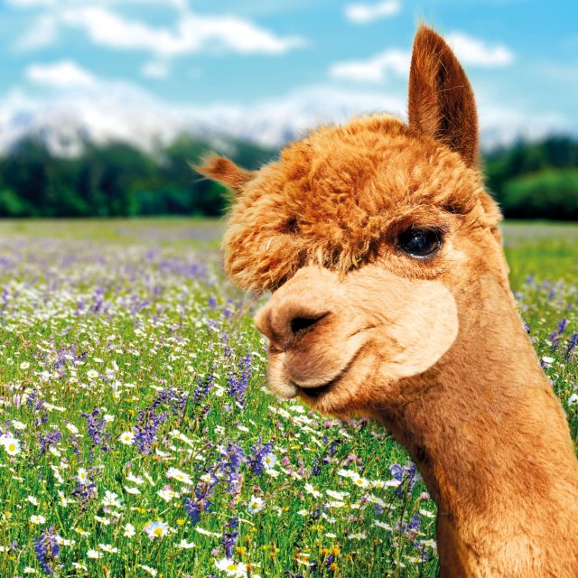 RSPCA RSPCA Alpaca On Pastures Card