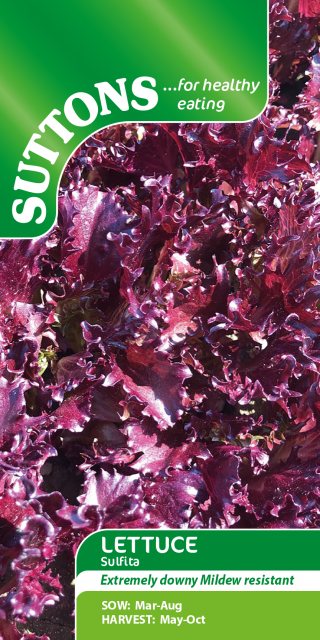 SUTTONS Suttons Lettuce Sulfita Seed