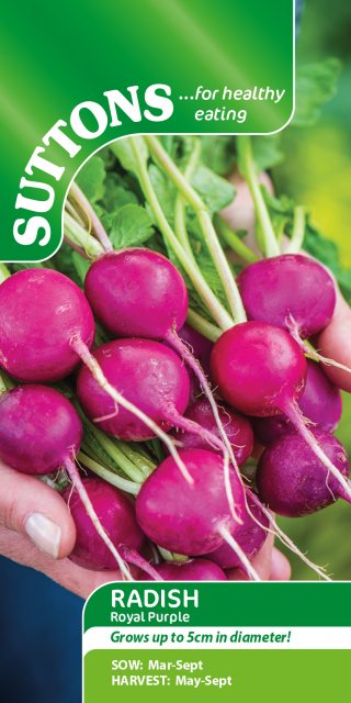 SUTTONS Suttons Radish Royal Purple Seed