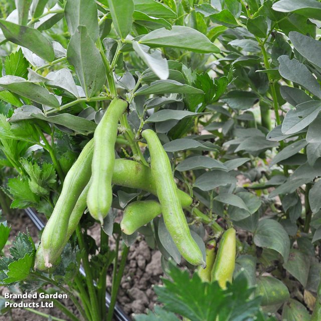 SUTTONS Suttons Broad Been Vroma Vicia Faba Seeds