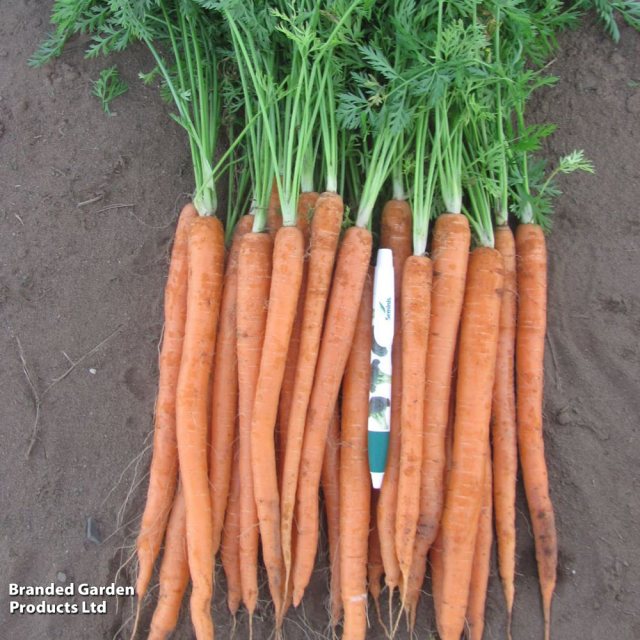 SUTTONS Suttons Carrot Daucus Excalibur F1 Seeds