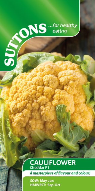 SUTTONS Suttons Cauliflower Cheddar F1 Seeds