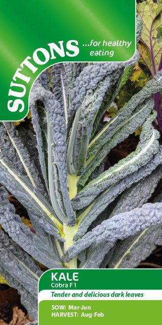 SUTTONS Suttons Kale Brassica Acephela Cobra F1 Seeds