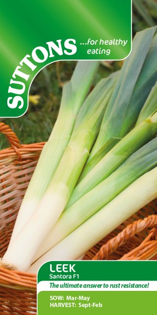 SUTTONS Suttons Leek Allium Santora F1 Seeds