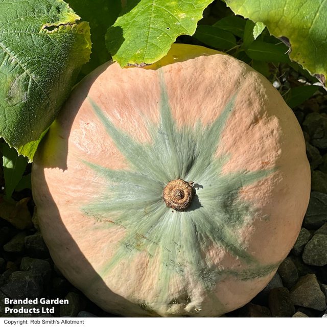 SUTTONS Suttons Kabocha Maxima Rosie F1 Seeds