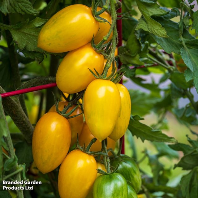 SUTTONS Suttons Tomato Bliss F1 Seeds