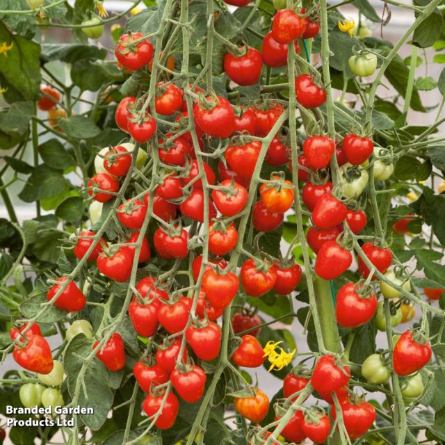 SUTTONS Suttons Tomato Solanum Fraise Seeds