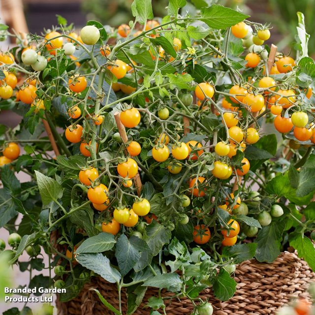 SUTTONS Suttons Tomato Tiny Temptations Mix Seeds