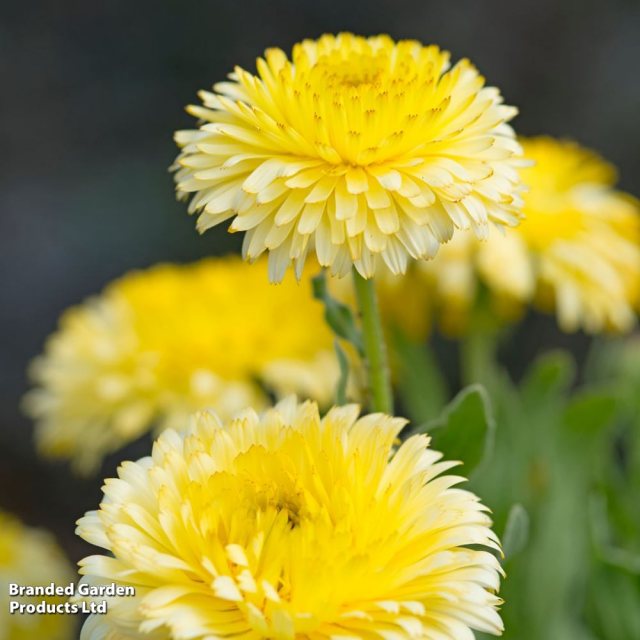 SUTTONS Suttons Calendula Double Lemon Seeds
