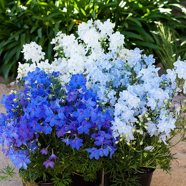SUTTONS Suttons Delphinium Hunky Dory Mix F1 Seeds