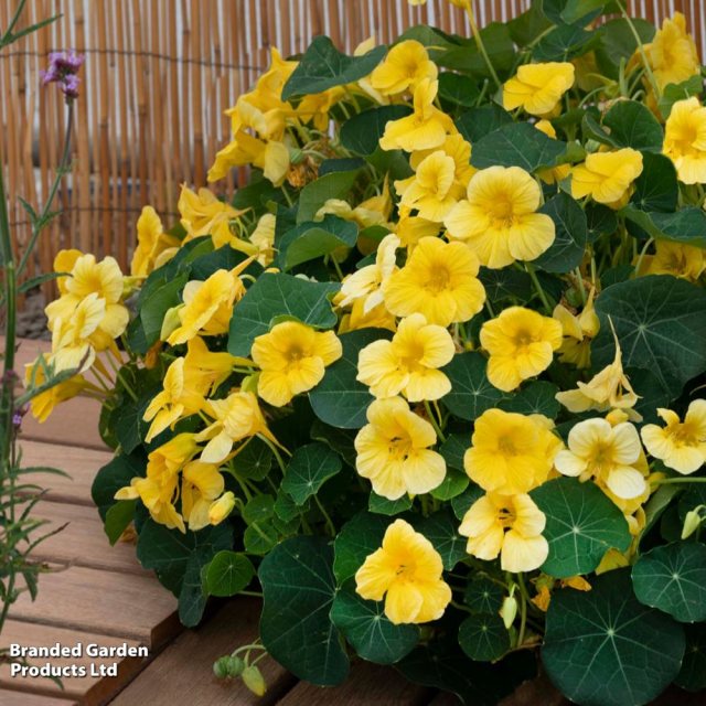 SUTTONS Suttons Nasturtium Baby Yellow F1 Seeds