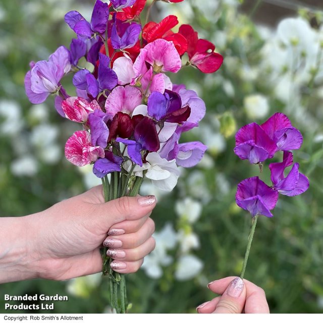 SUTTONS Suttons Scentsational Mix Sweet Pea Seeds