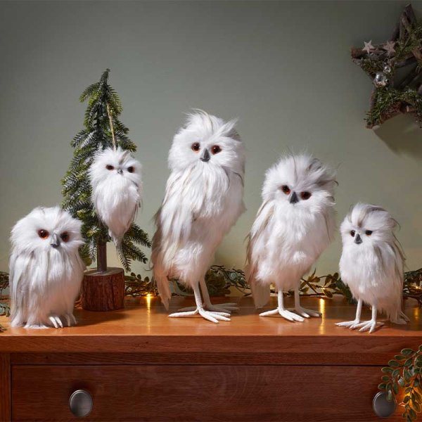 Three Kings Snowy Owl