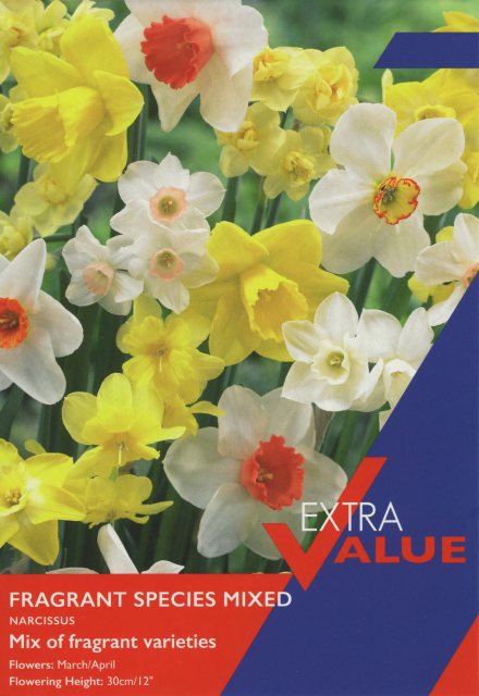 Taylor's Bulbs Fragrant Species Narcissi Mix 25