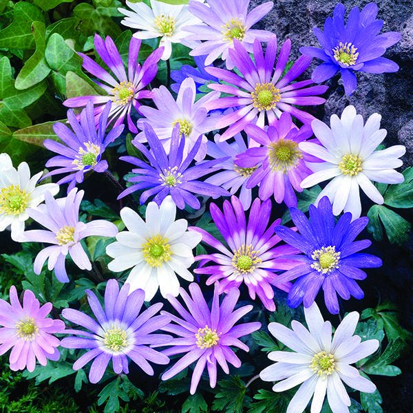 Taylors Bulbs Taylor's Bulbs Anemone Blanda Mixed Pack