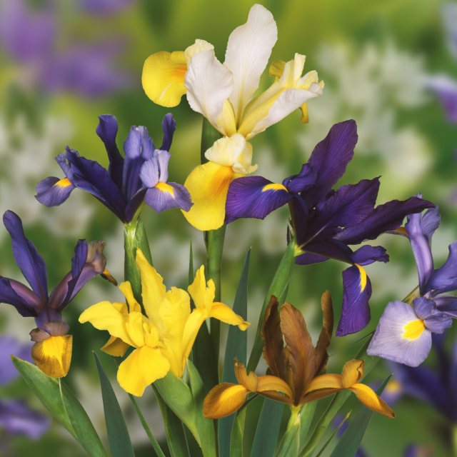 Taylors Bulbs Taylor's Bulbs Dutch Iris Mix 50