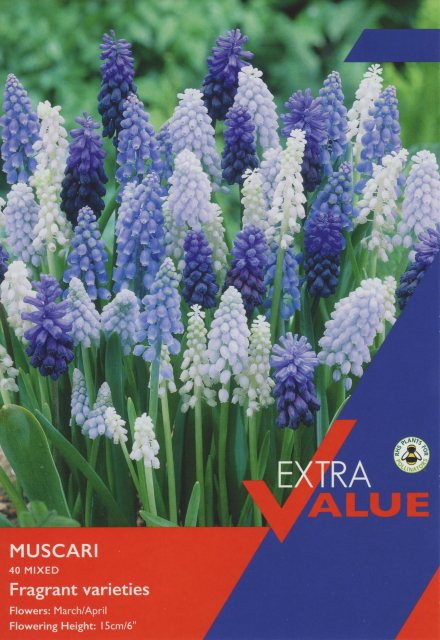 Taylor's Bulbs Muscari Mix Bulbs 40