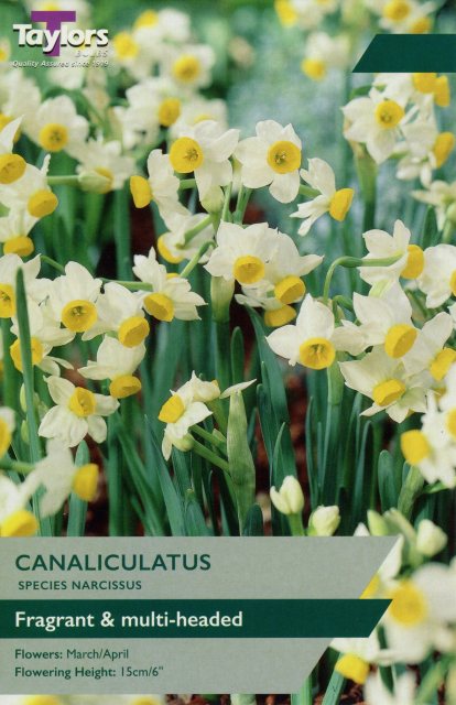 Taylor's Bulbs Narcissi Canaliculatus 25