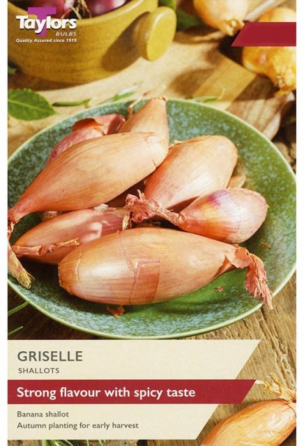 Taylor's Bulbs Griselle Shallot Set 6