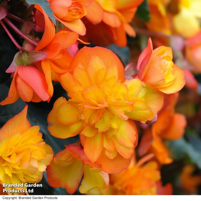 SUTTONS Suttons Chanson Sun Begonia F1 Seeds