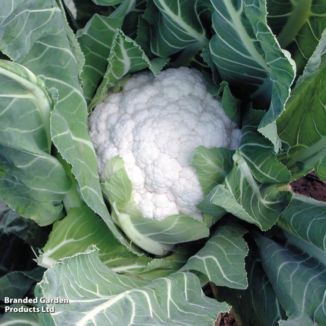 SUTTONS Suttons Jamaica Cauliflower F1 Seeds