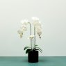 ORCHID ARAGON POT 3 STEM 62CM WHT
