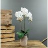 ORCHID M POT 3 STEM 54CM WHT