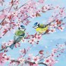 CARD BLOSSOM & BLUE TITS
