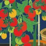 CARD TOMATO PLANTS