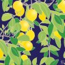 CARD LEMON GROVE