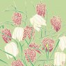 CARD FRITILLARY