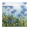 CARD DAISIES & AGAPANTHUS